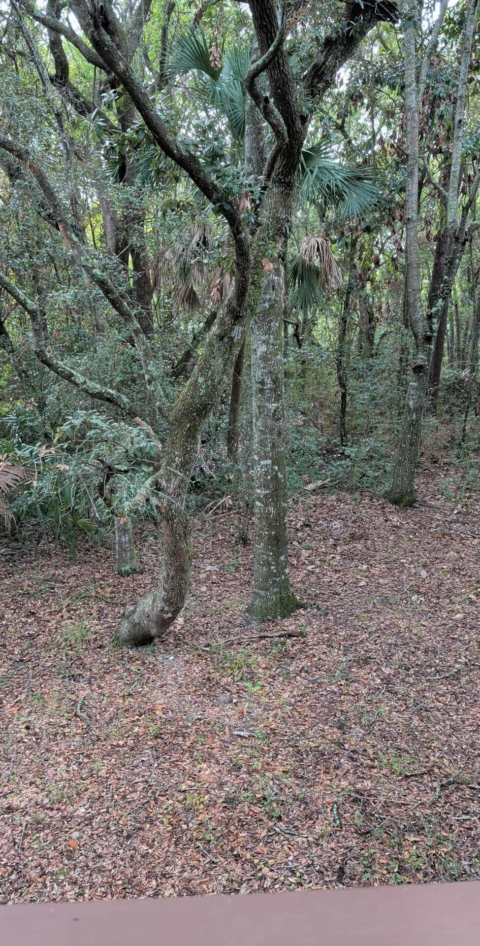 View off the back deck