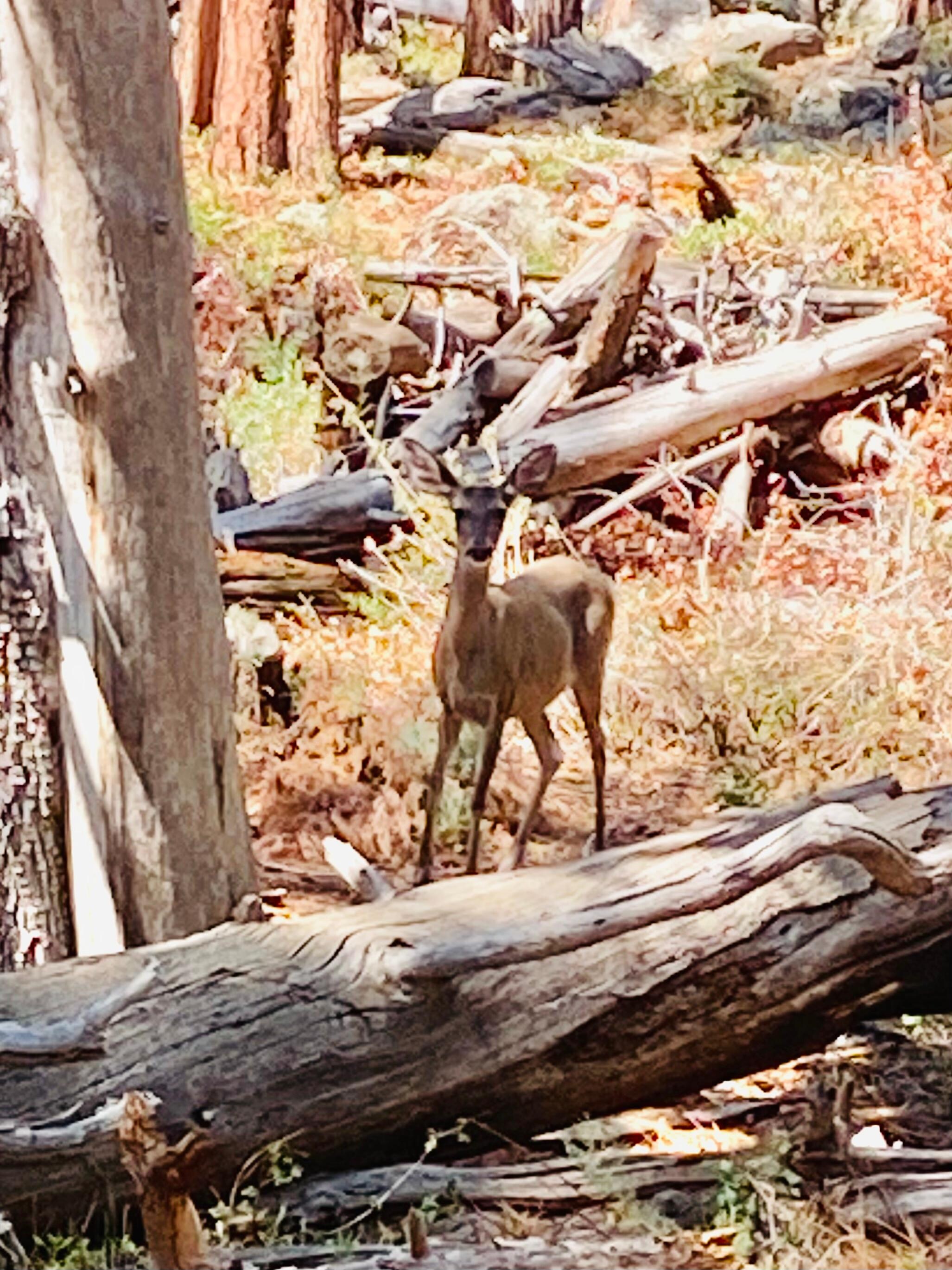 Hiking on the Pine/Strawberry trail, which is walking distance from the cabin.