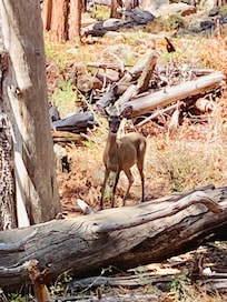 Hiking on the Pine/Strawberry trail, which is walking distance from the cabin.