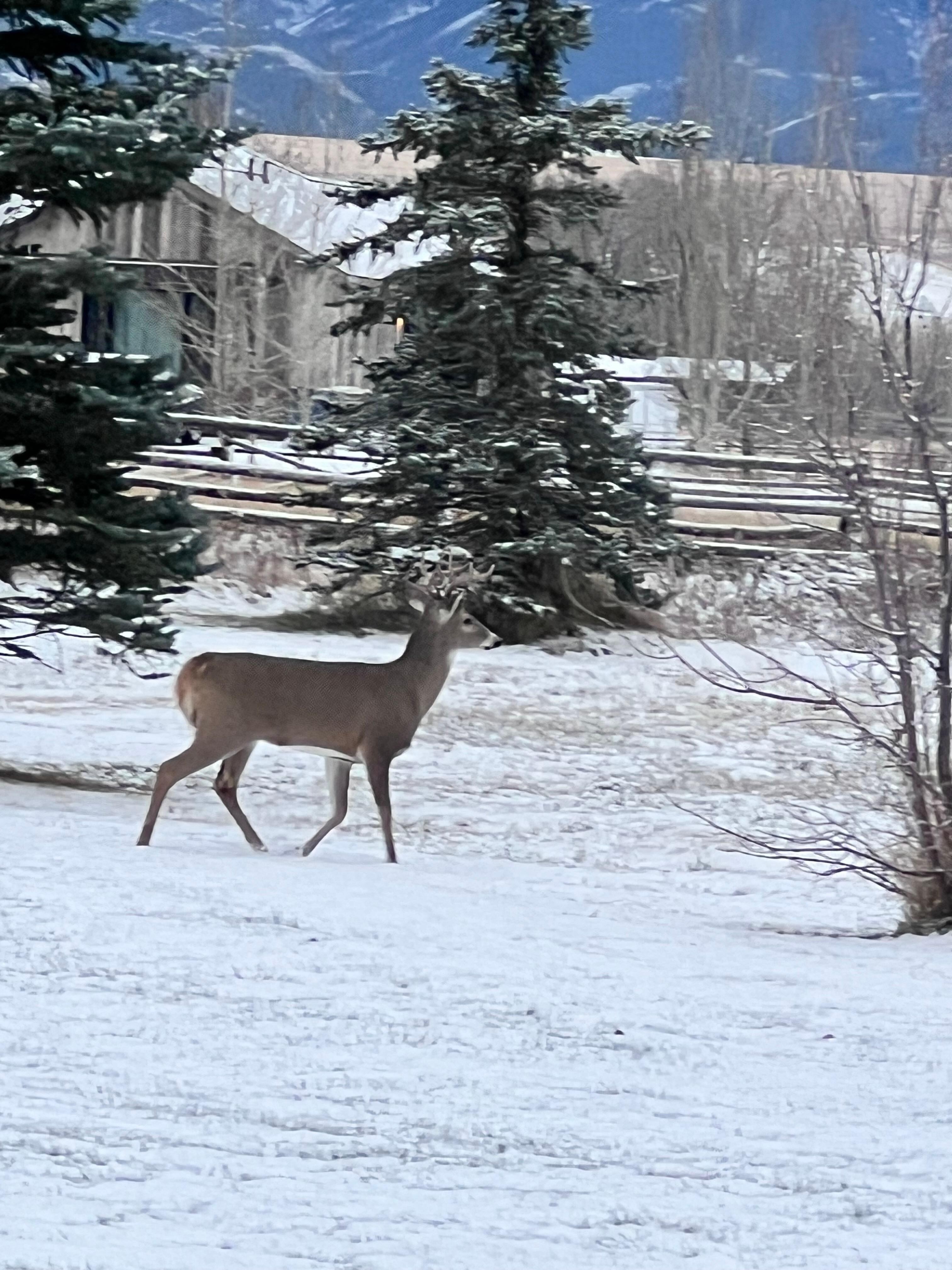 Front yard visitor