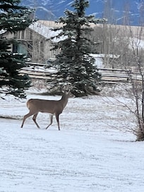 Front yard visitor