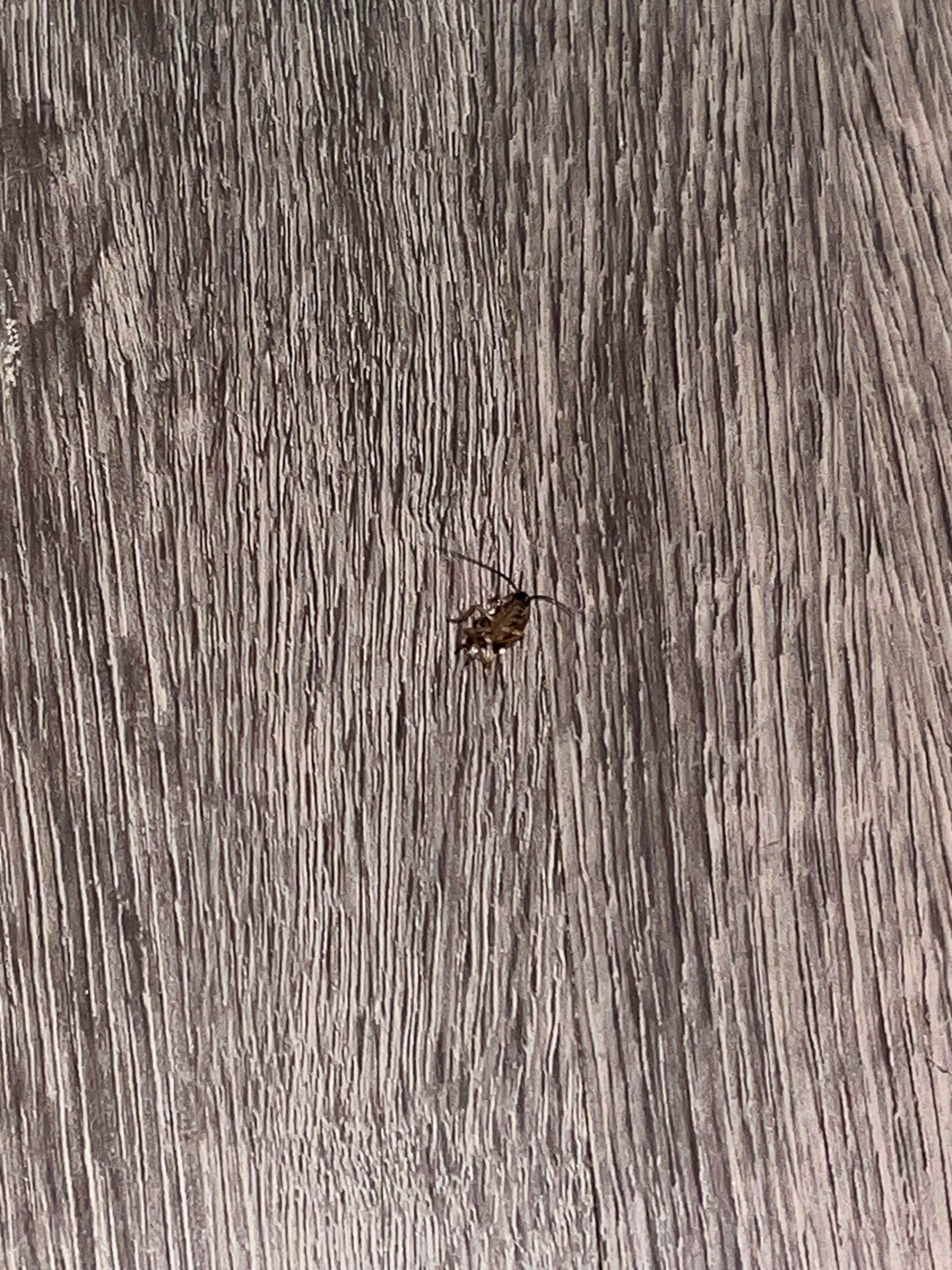 Dead roaches and half of a dead spider