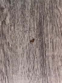 Dead roaches and half of a dead spider