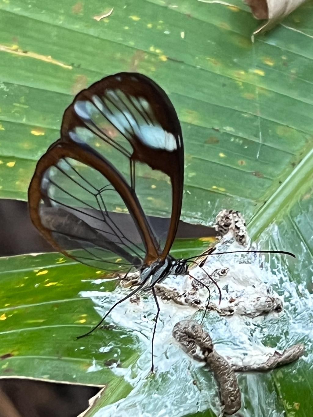 Glasswing Butterfly