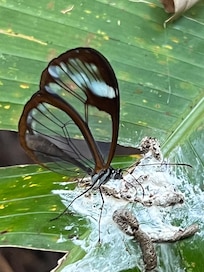 Glasswing Butterfly