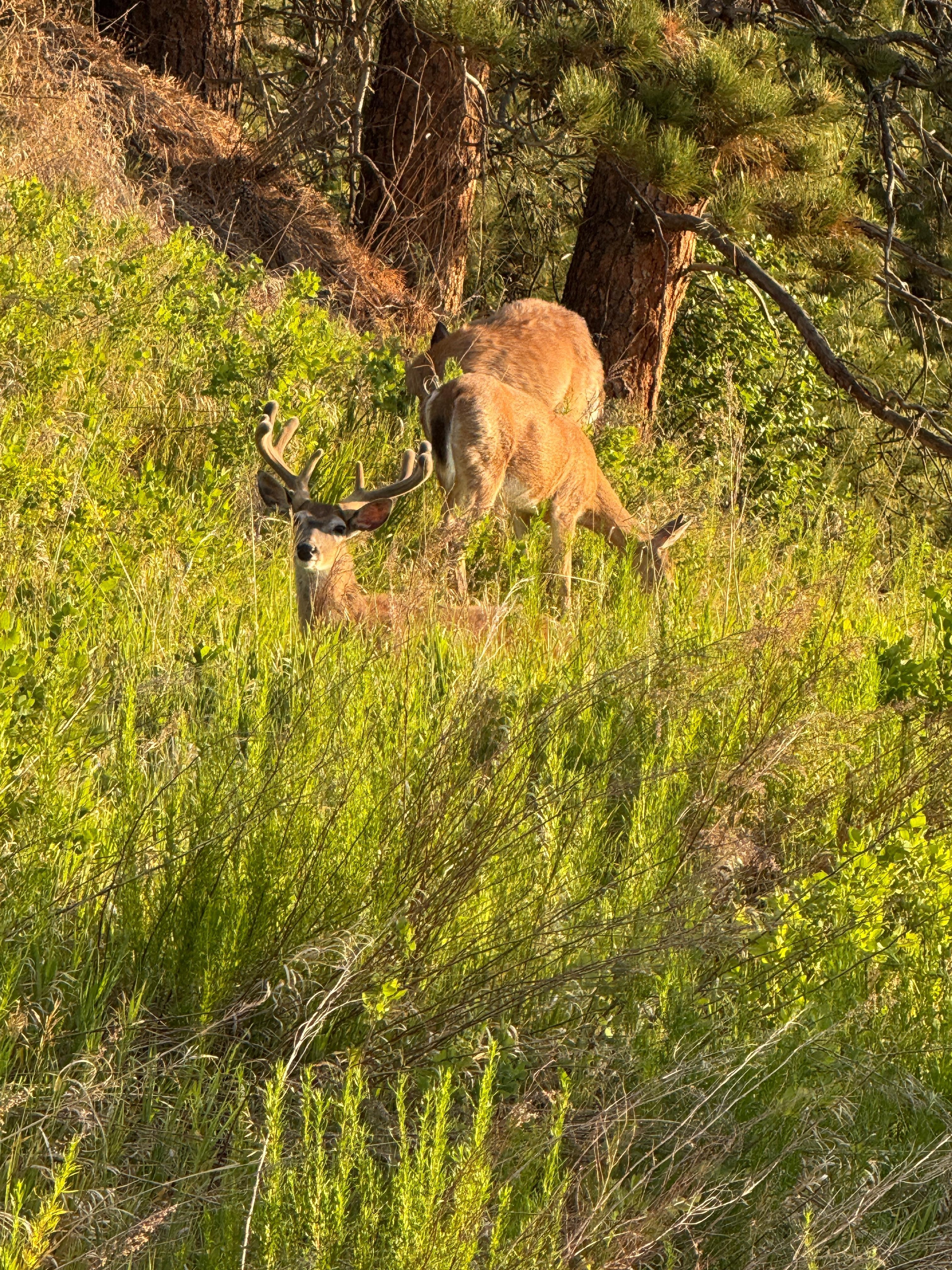 Deer were a block away! 