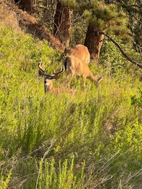 Deer were a block away!