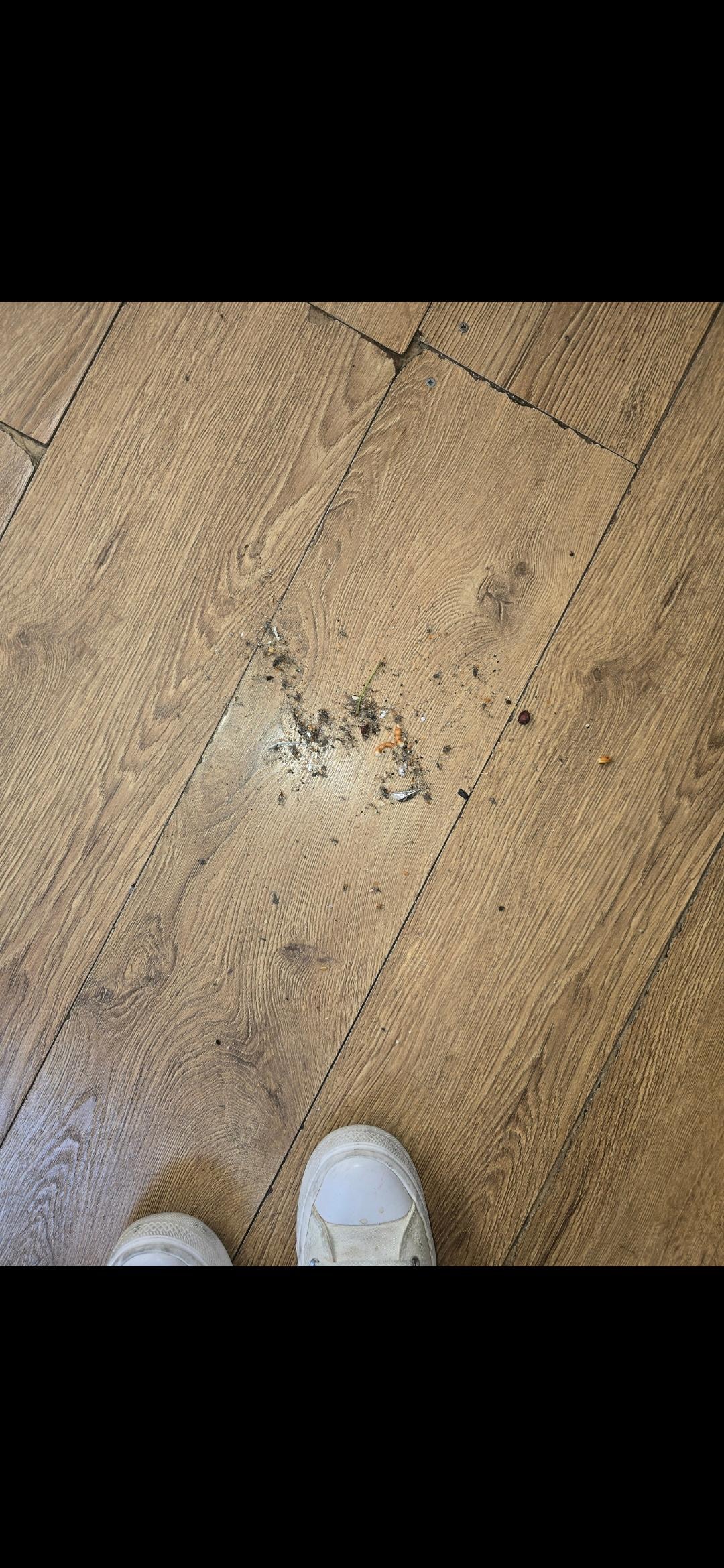 Dirty on kitchen floor