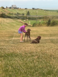 Plenty of land to play with the puppies!