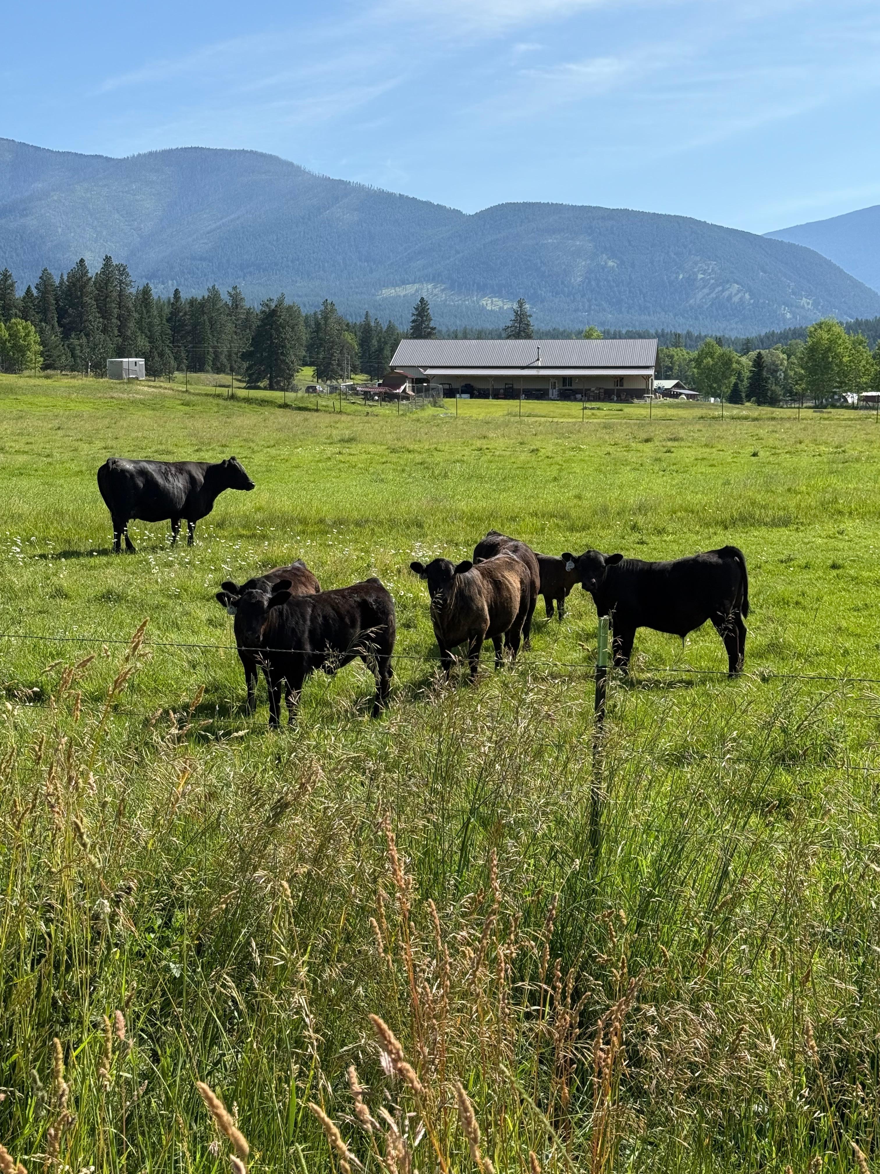 Cattle in the field along the driveway 