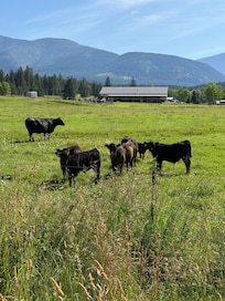 Cattle in the field along the driveway