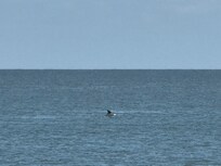 Watching the Dolphins from the Beach.