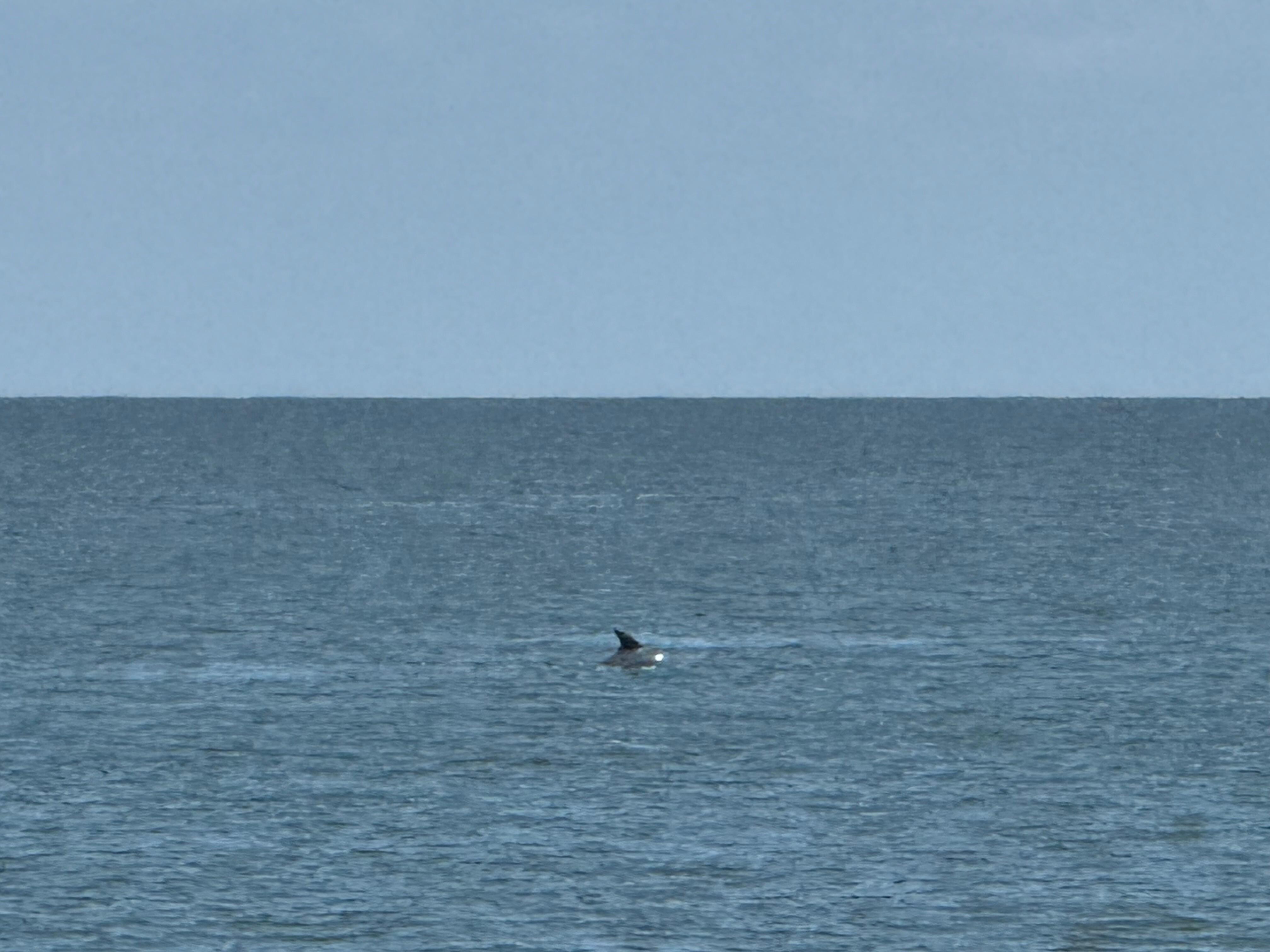 Watching the Dolphins from the Beach.