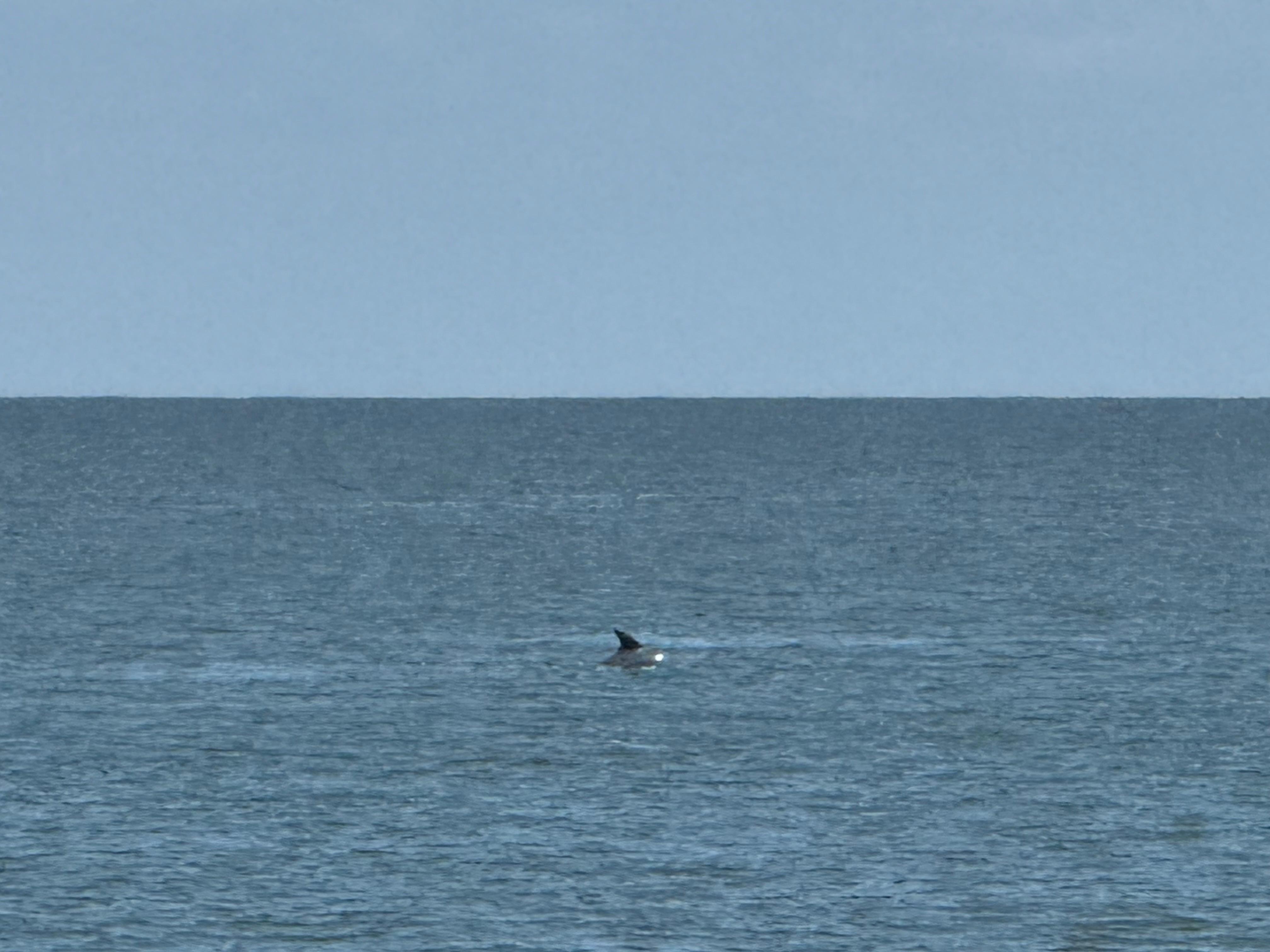 Watching the Dolphins from the Beach.