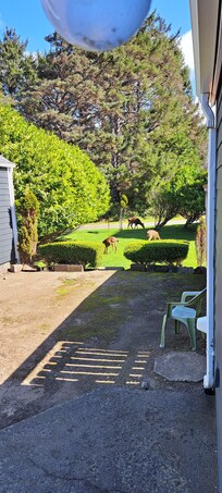 Furry visitors.