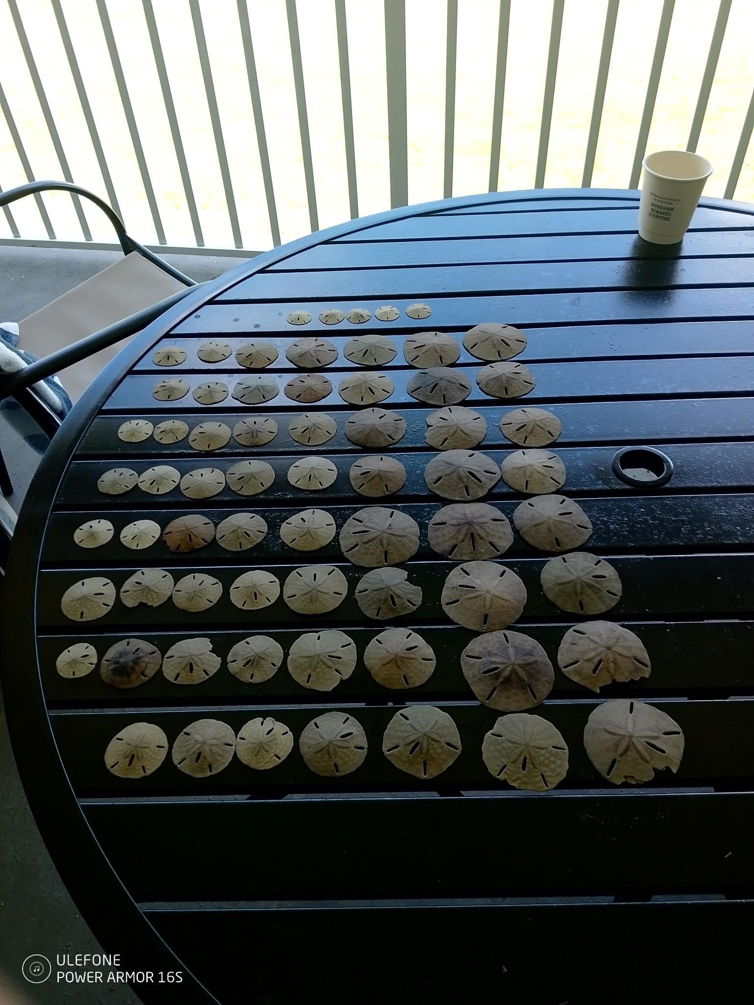Sandollers found on beach 2nd day