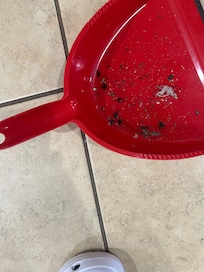 Dead flies