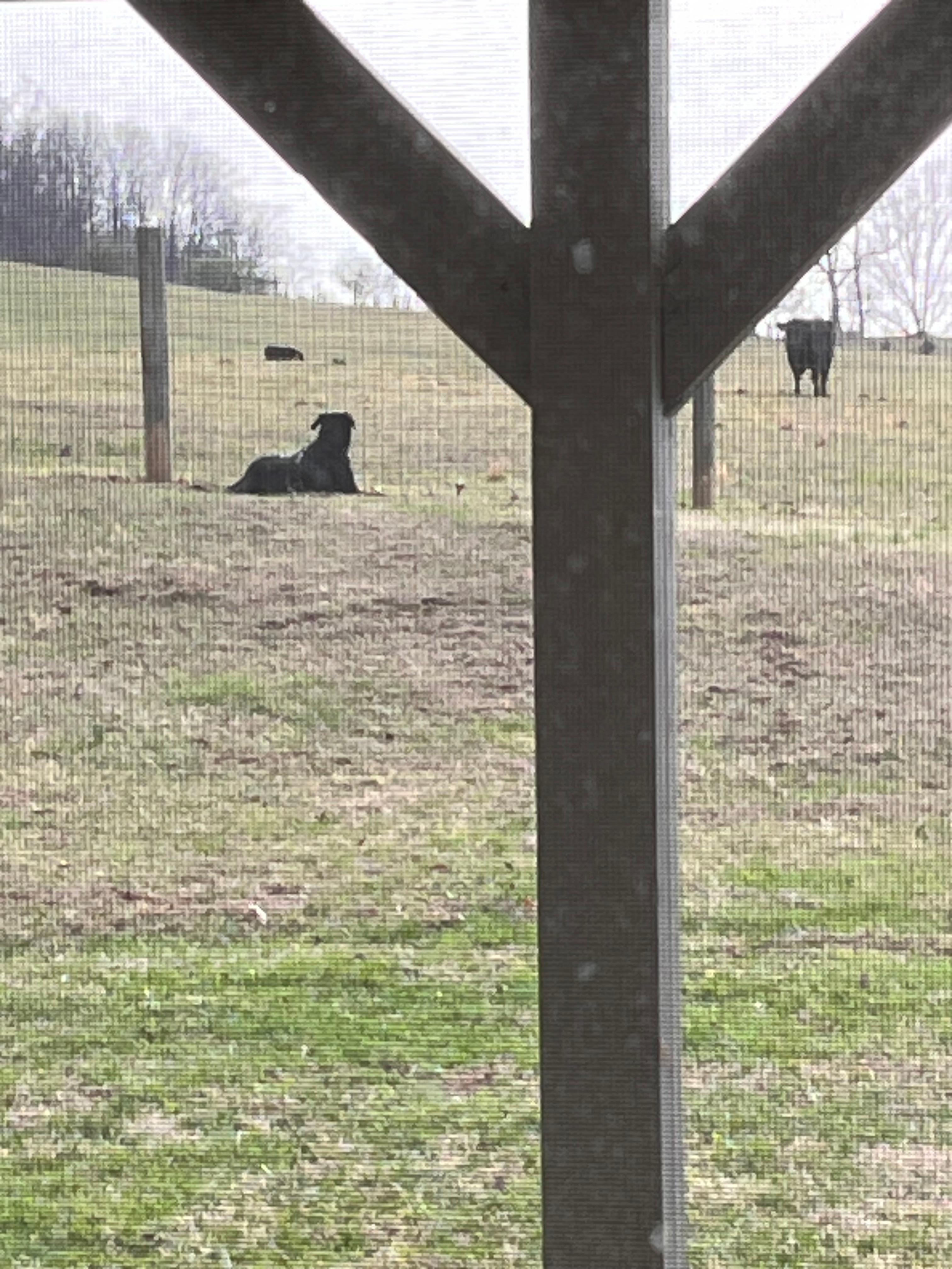 A fenced yard in the country, wow!