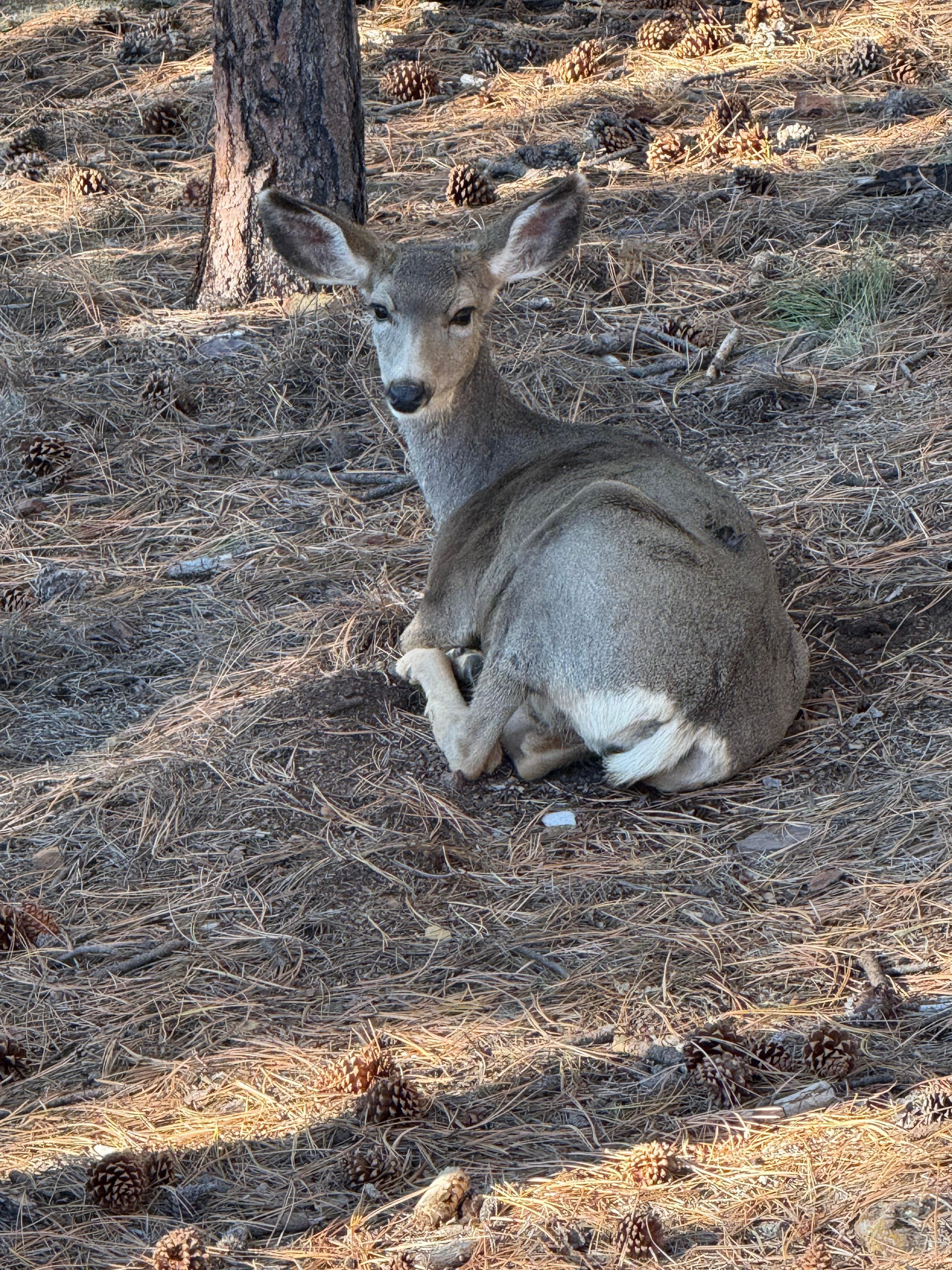 Mule deer in the yard!