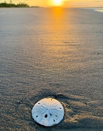 Auntie on the beach - always finding sand dollars