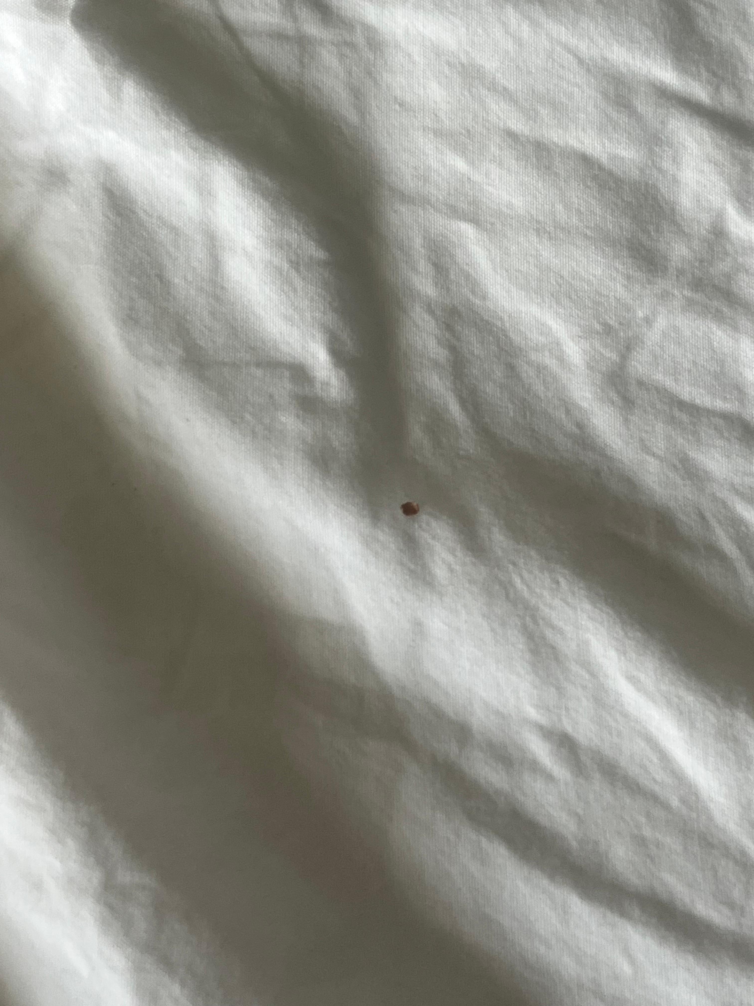 Bed bug
