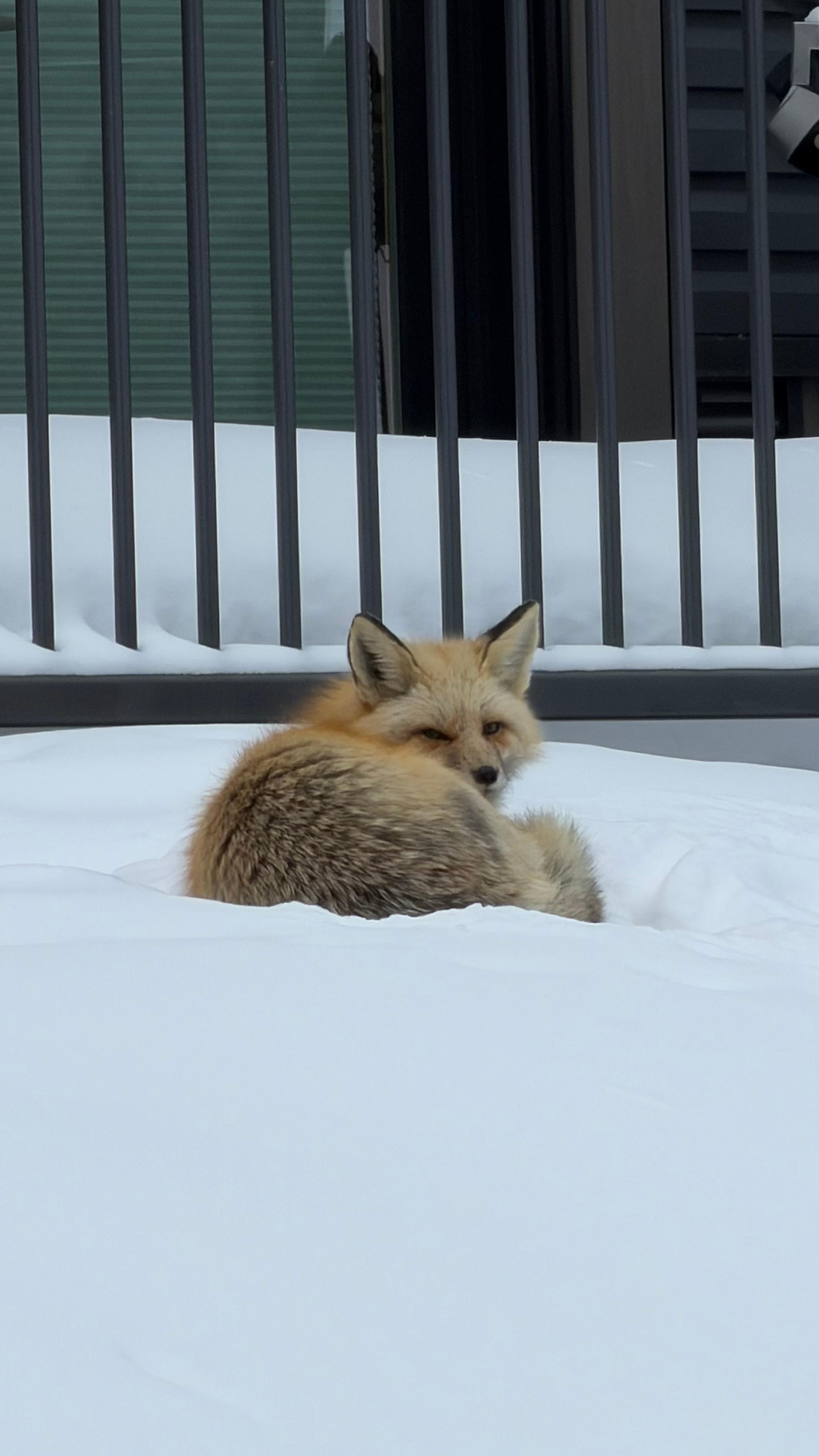 A Fox comes to visit most days!