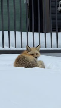 A Fox comes to visit most days!