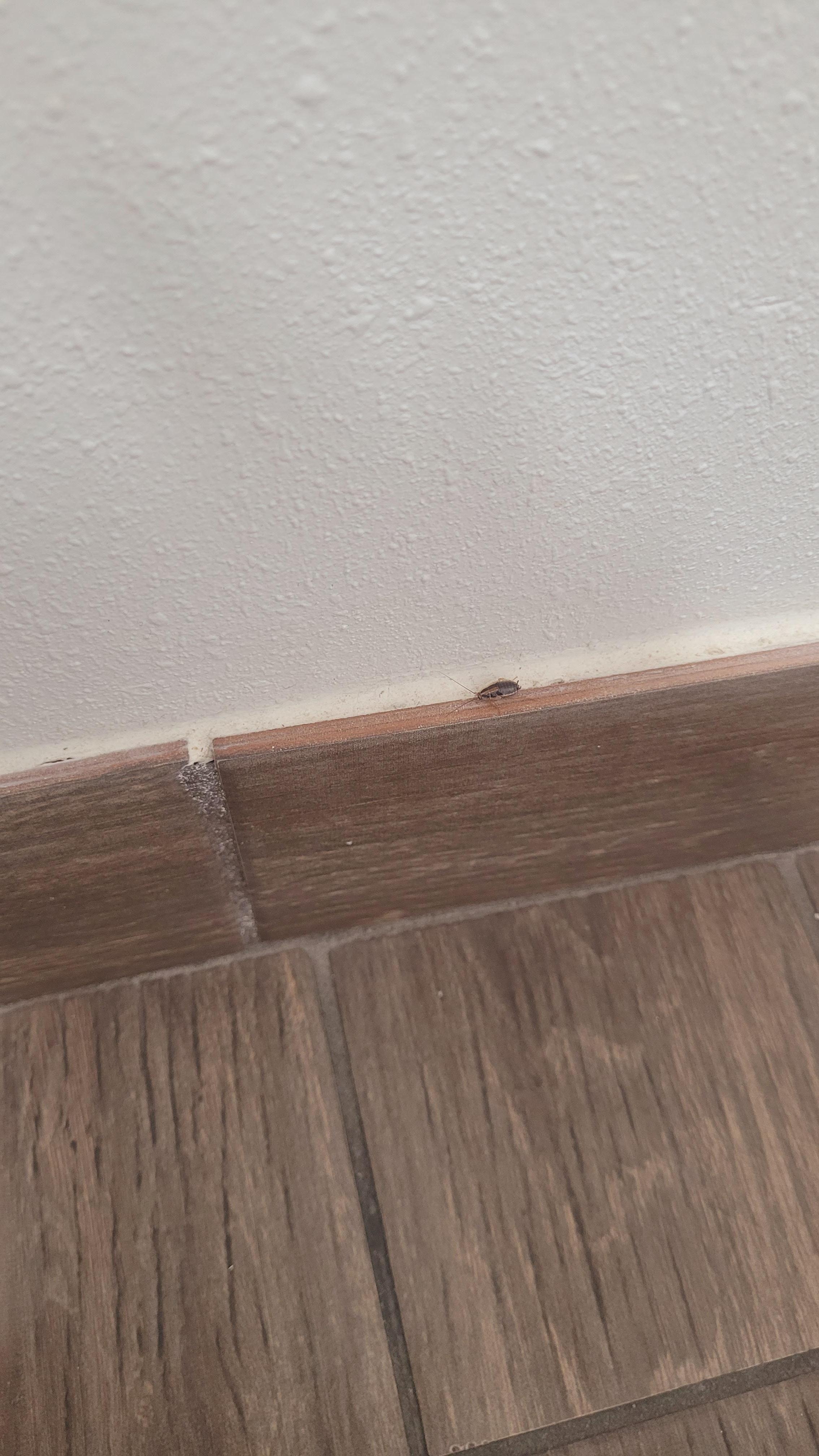 Roach in the bathroom 