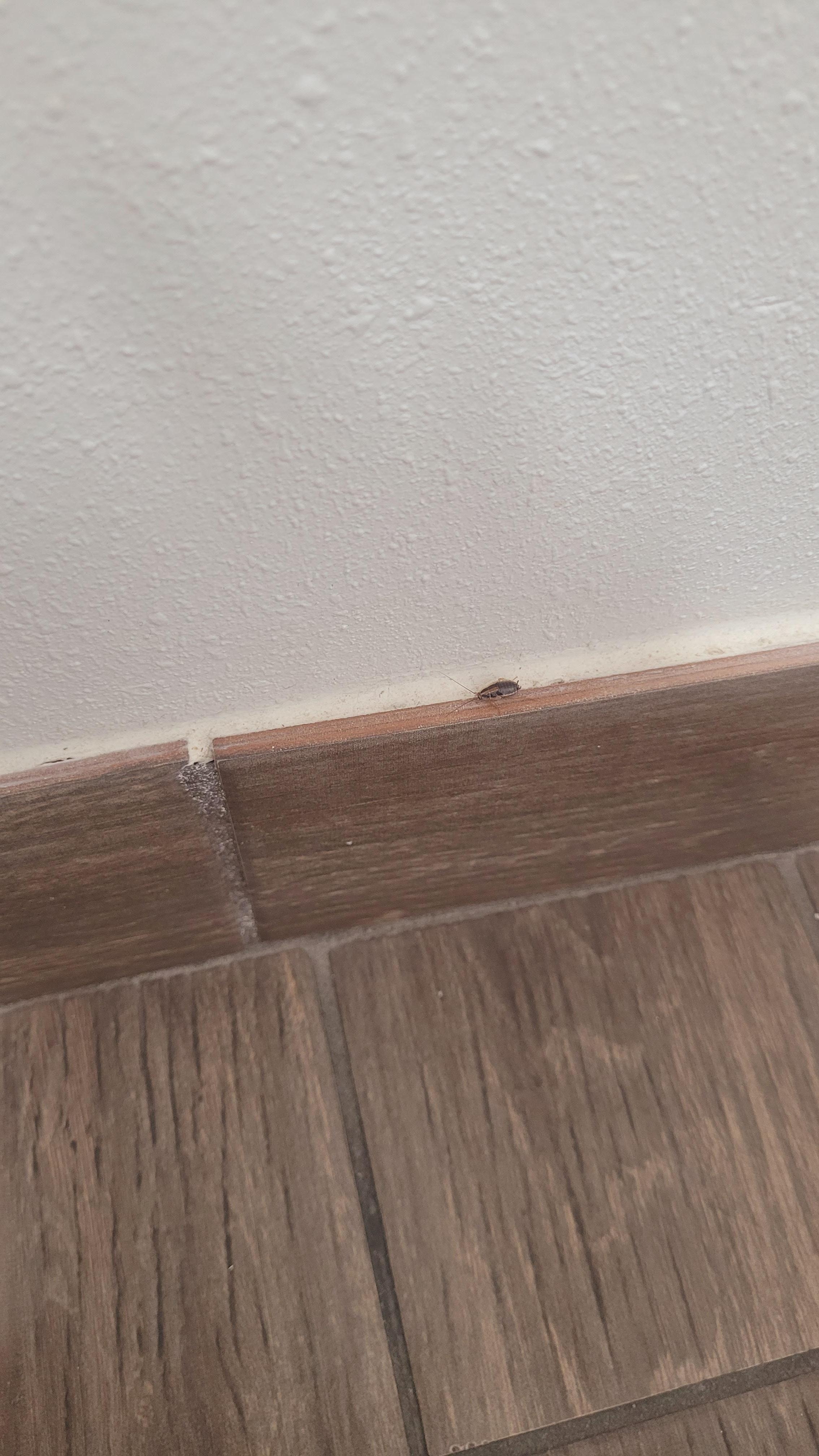 Roach in the bathroom