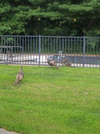 Turkey family behind hotel by pool area.