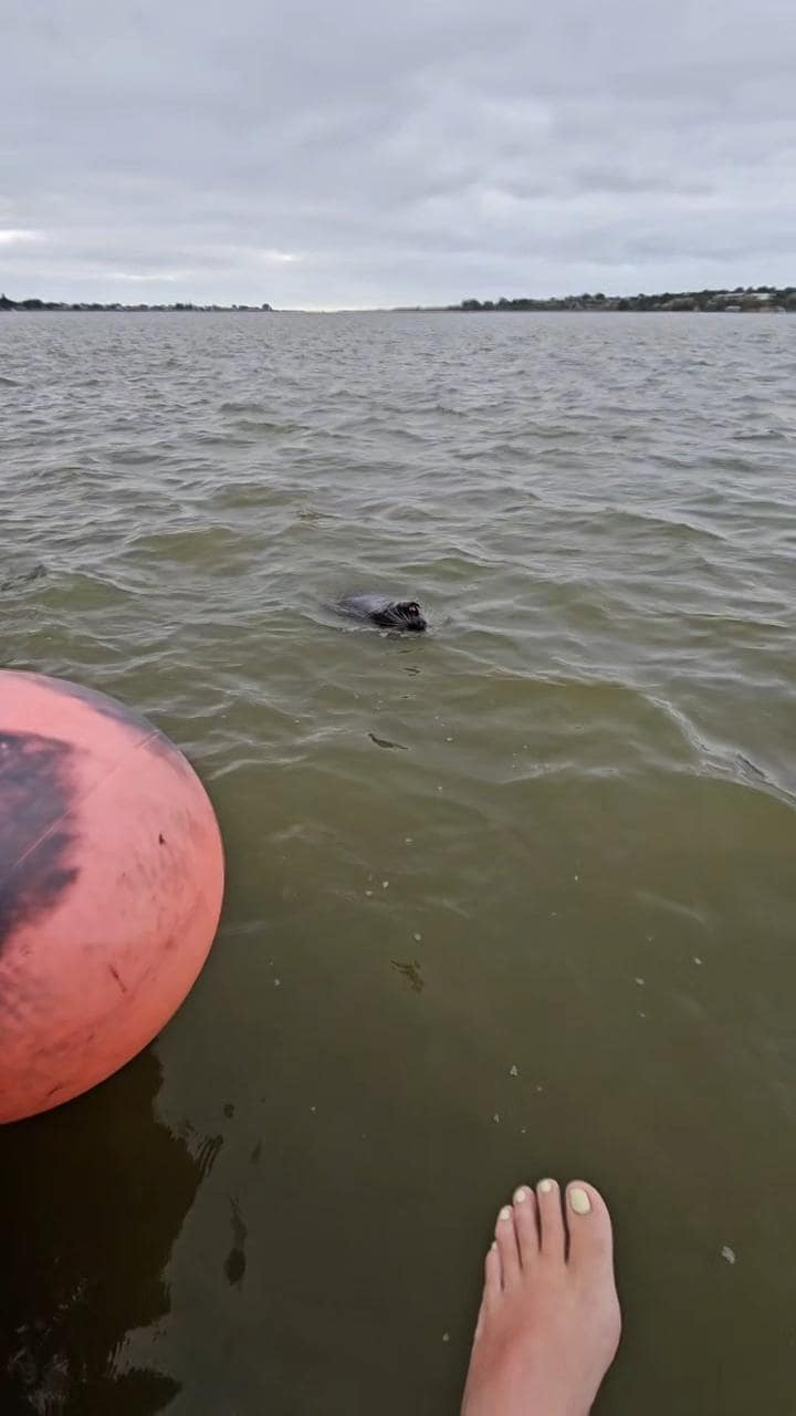 The seal that visited briefly in the morning fishing for its breakfast! 