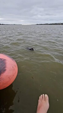 The seal that visited briefly in the morning fishing for its breakfast!