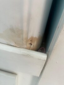 Stained mattress with bed bug