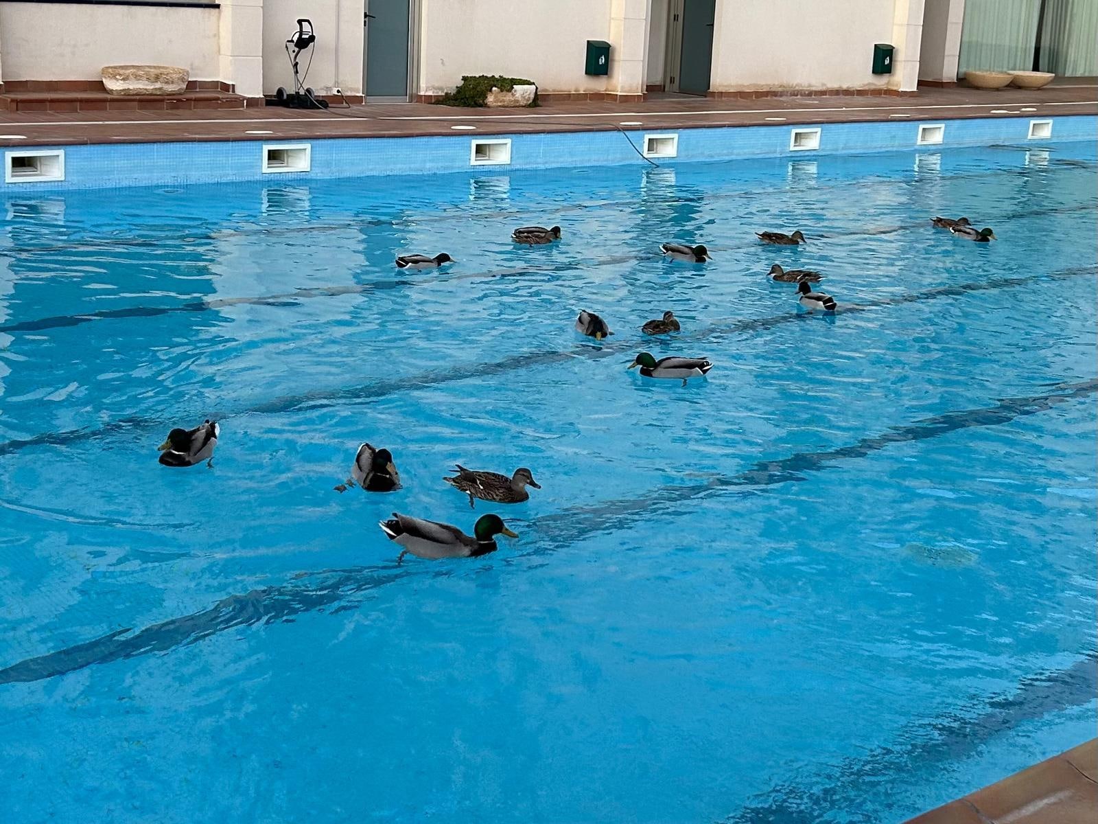 Pool closed for winter season when we visited but ducks are enjoying it
