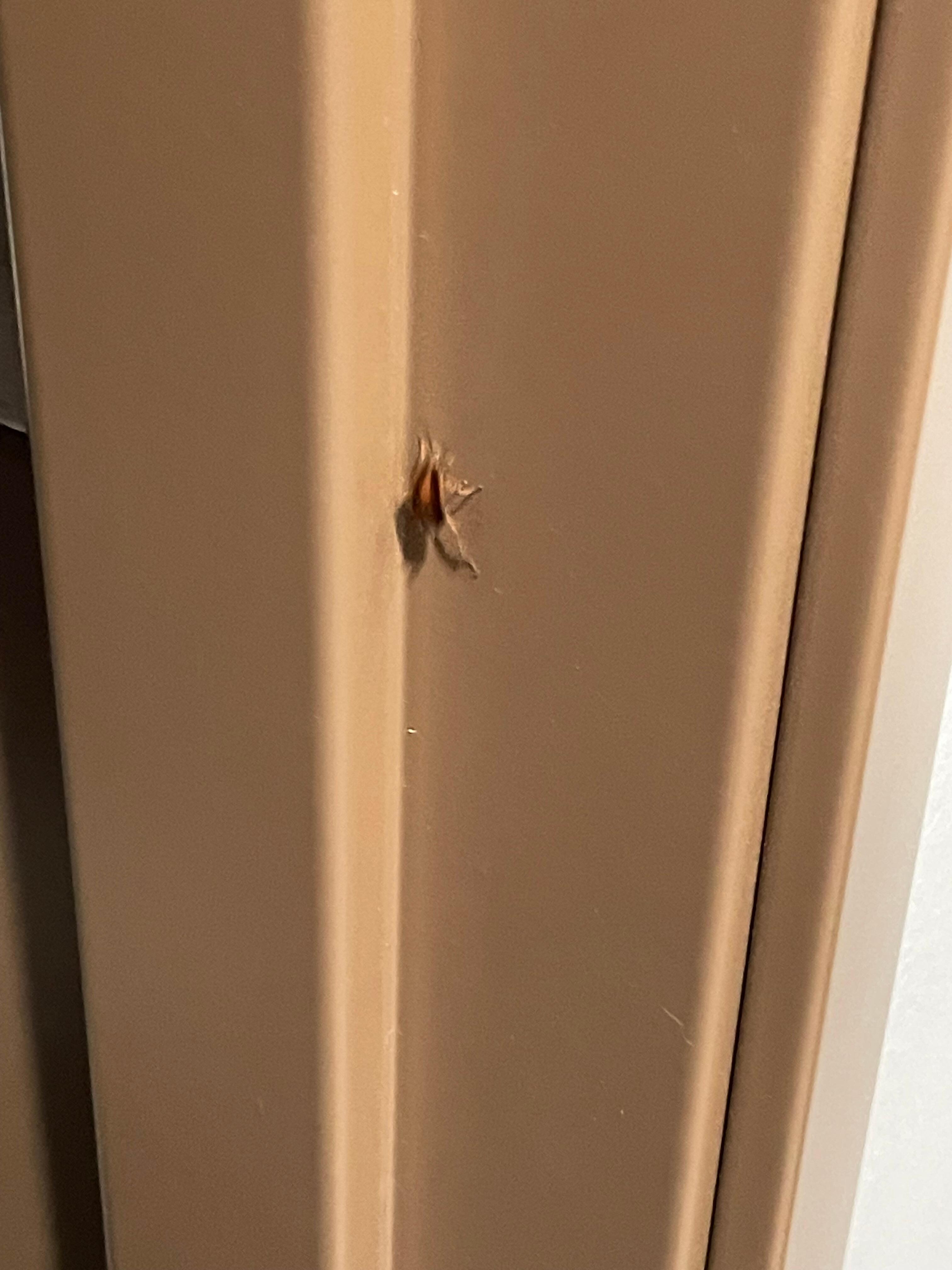 German cockroach 