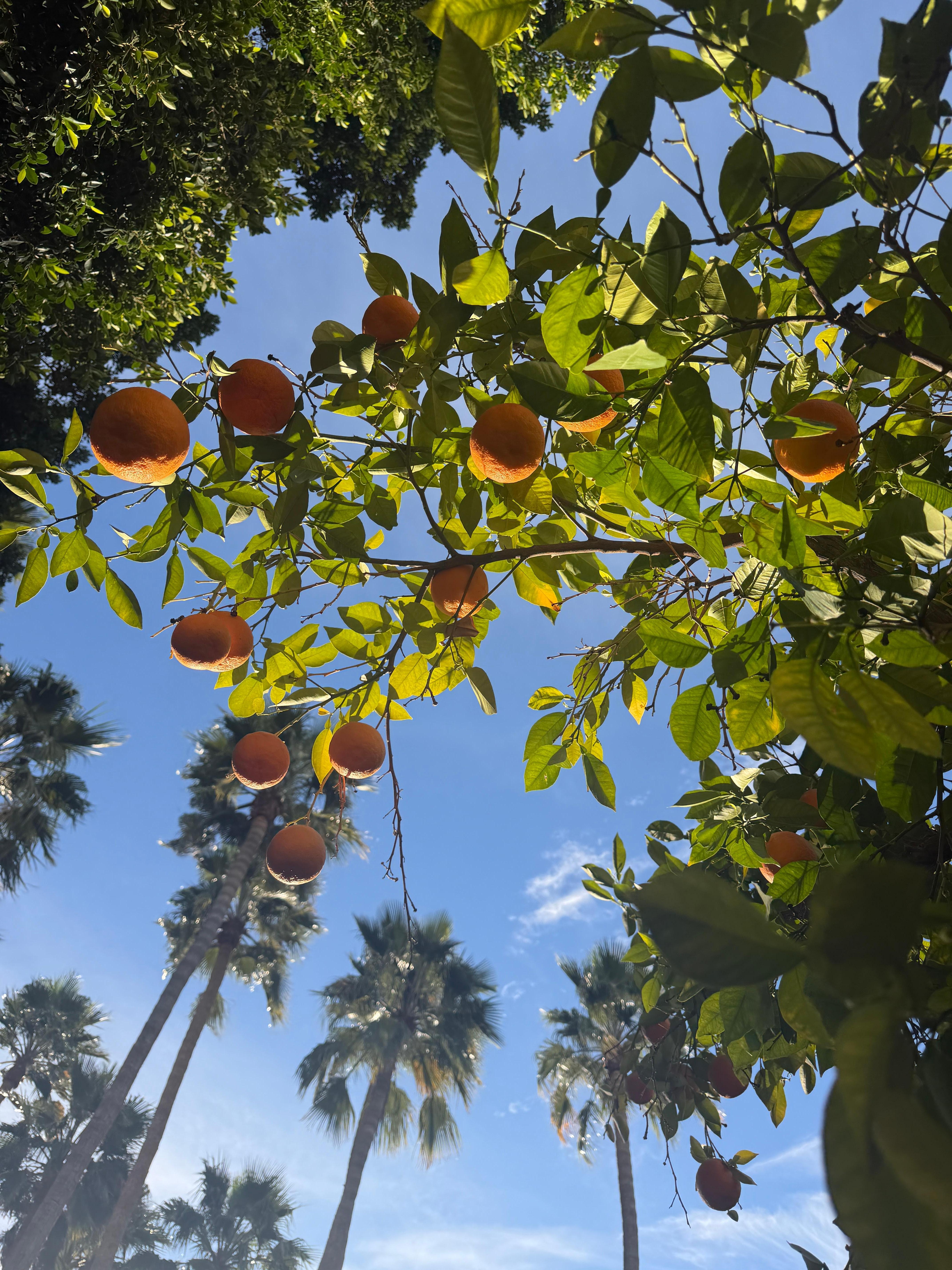 Ornamental orange trees throughout courtyard. 