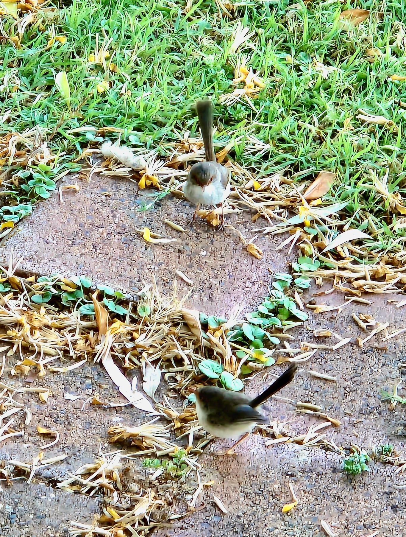 Wrens at your doorstep