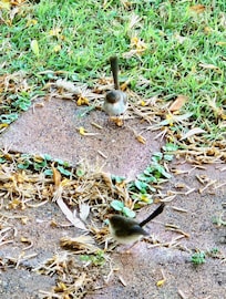 Wrens at your doorstep