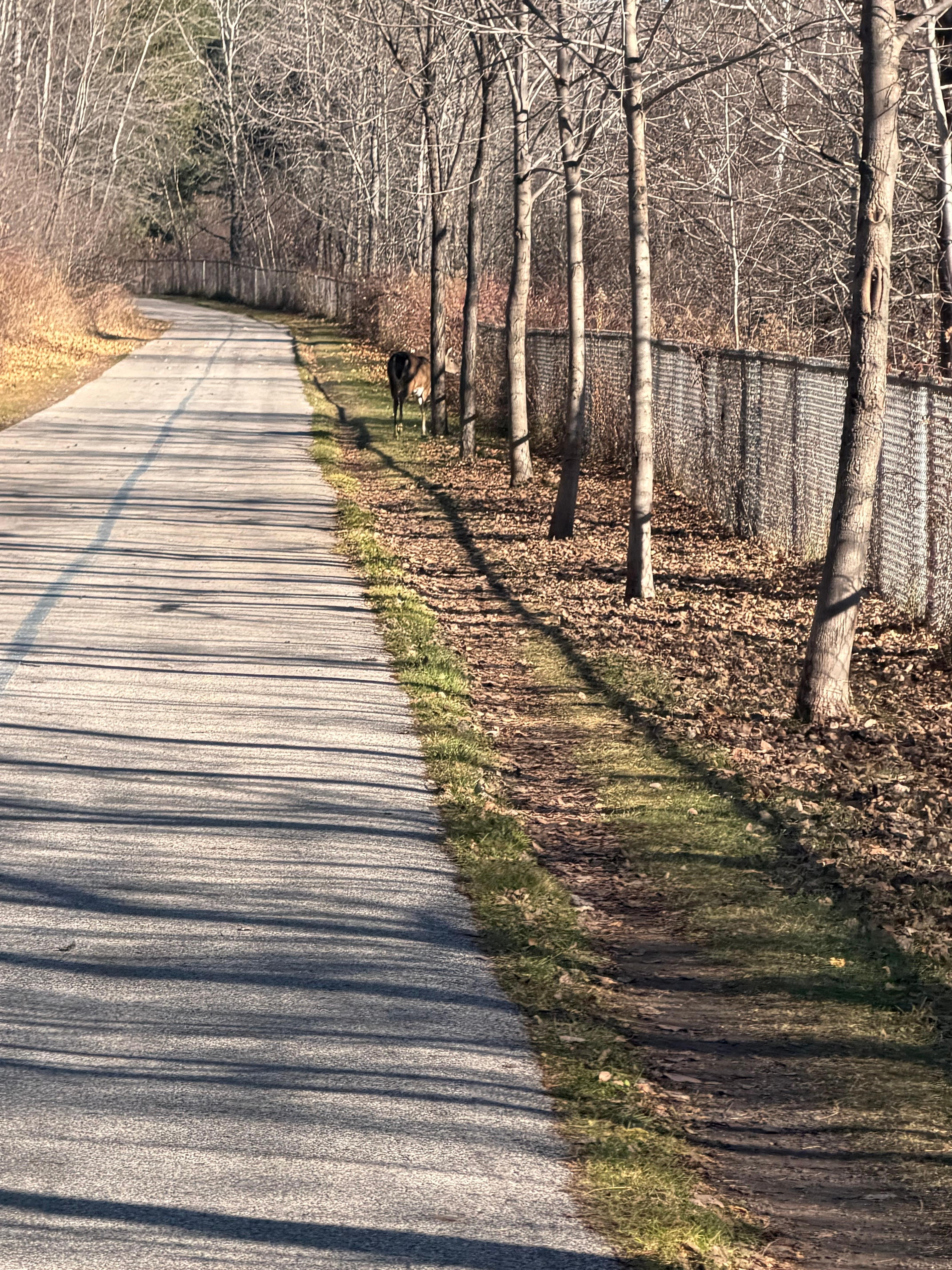 The Superior Hiking Trail picked up just across the street and I met up with a sweet doe! 