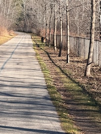 The Superior Hiking Trail picked up just across the street and I met up with a sweet doe!