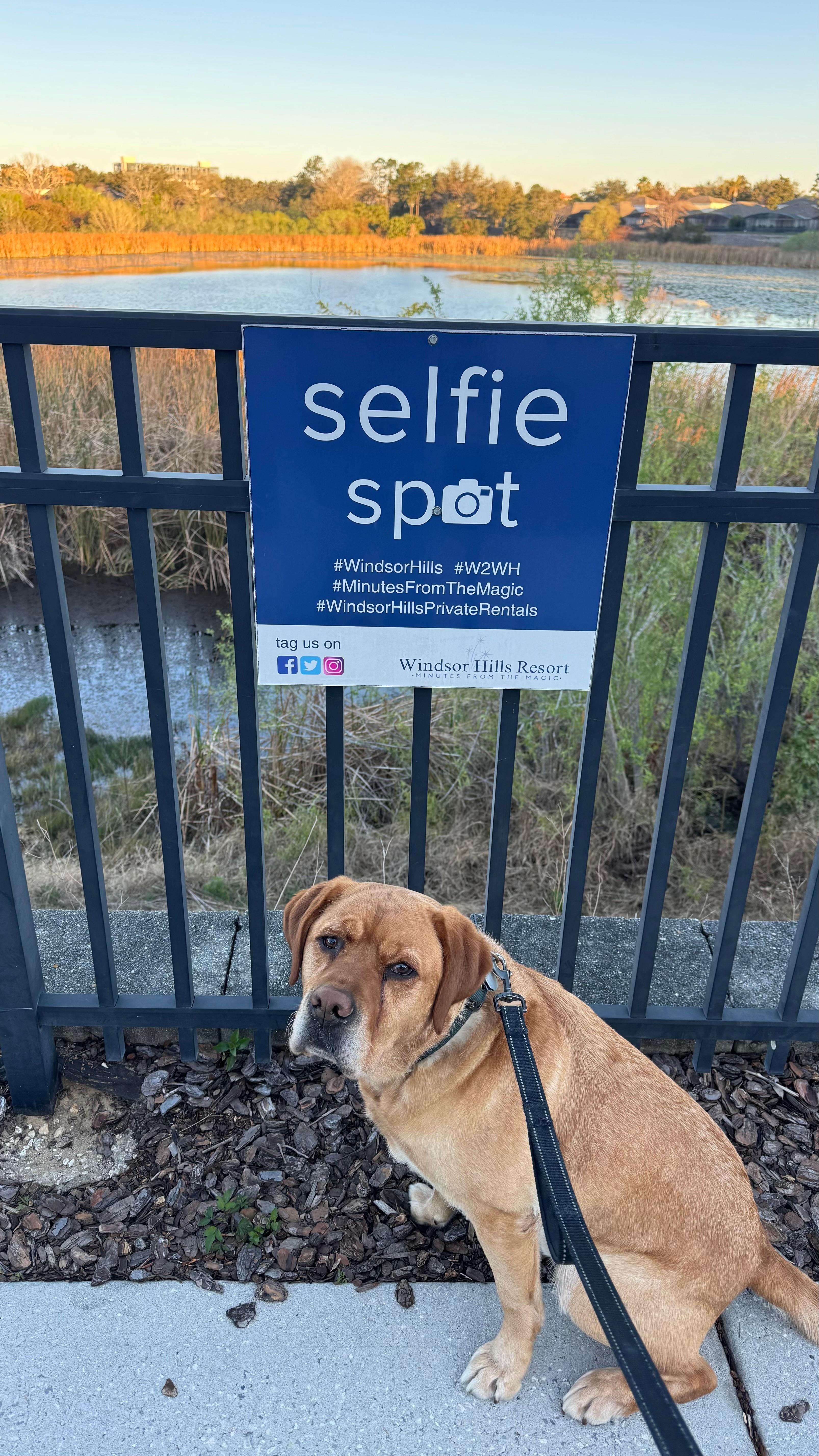 Walking dog around the neighborhood 