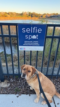 Walking dog around the neighborhood