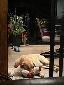 Our dog loved hanging out on the gorgeous patio!