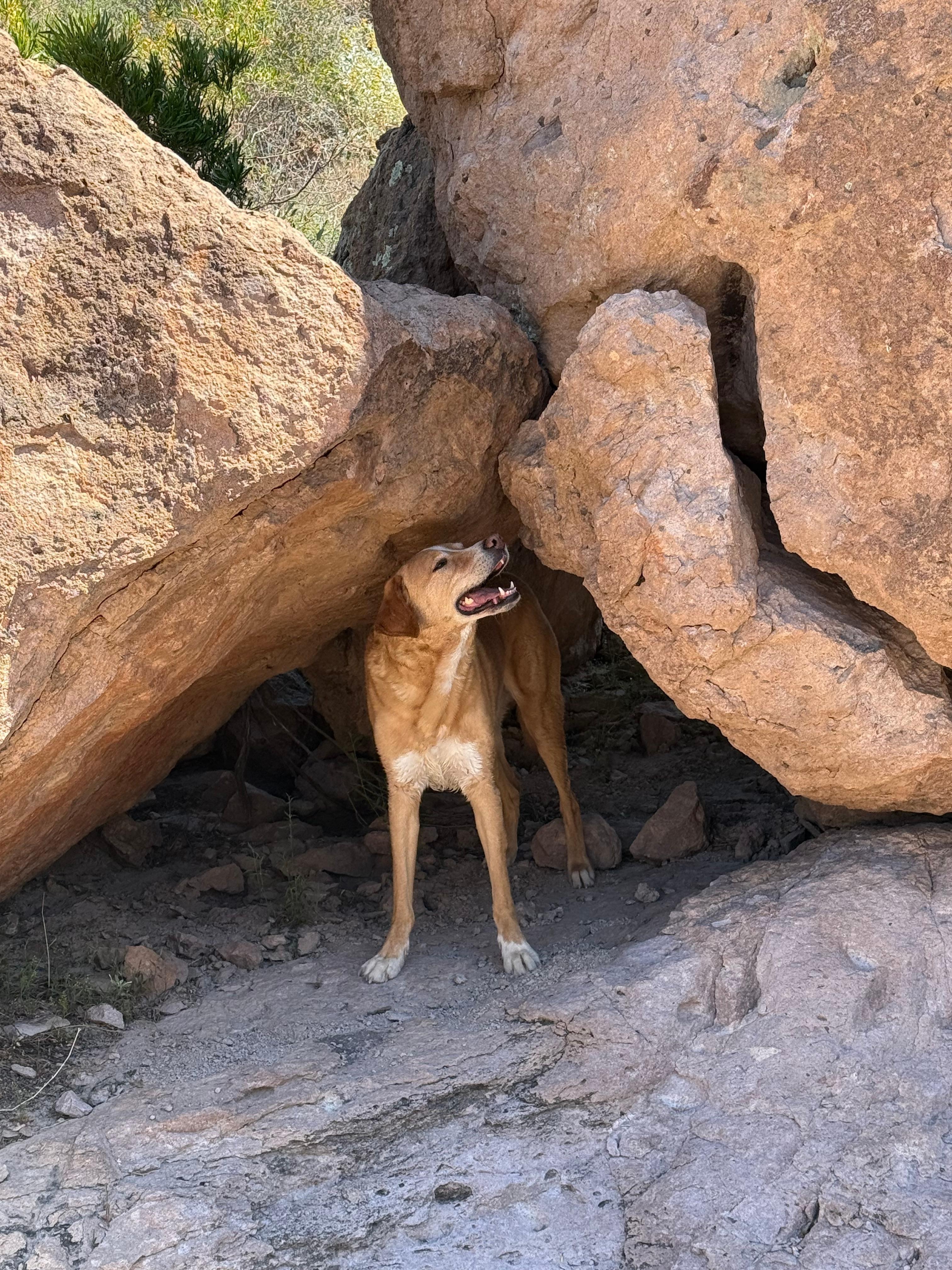 Our dog, Ollie always finding the shade. 