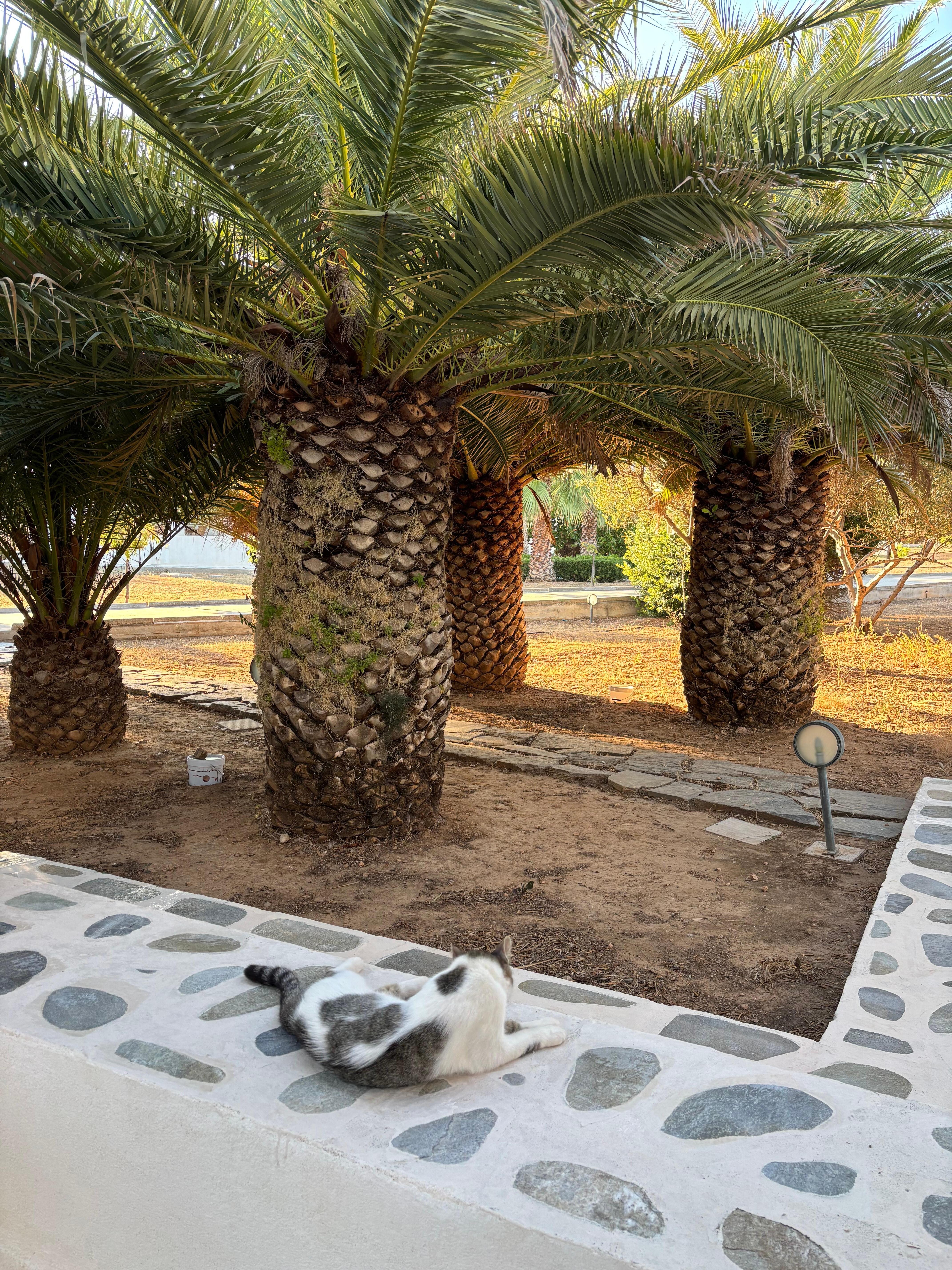 House Kitty in Residence