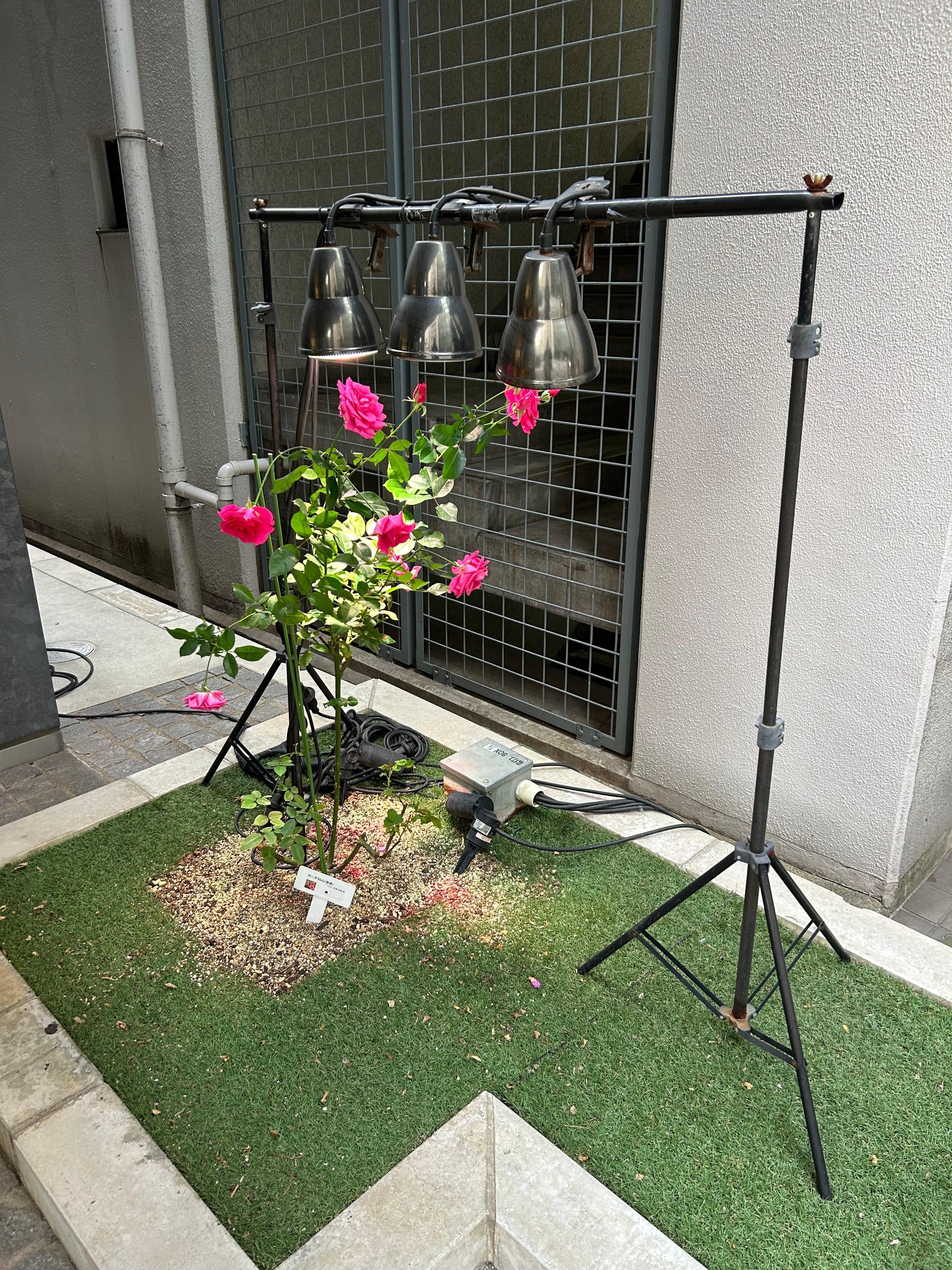 Roses outside entrance