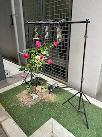 Roses outside entrance