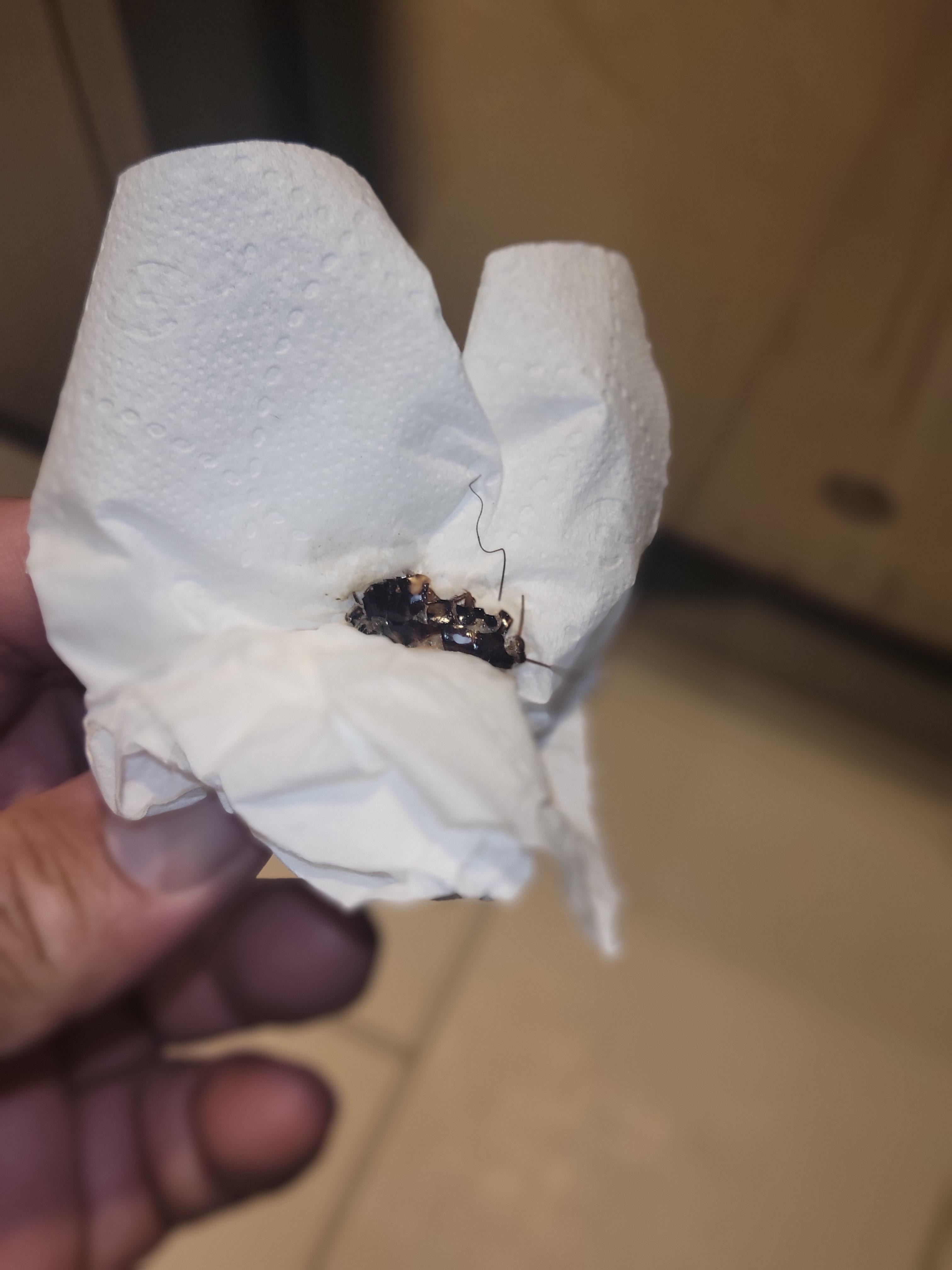 Killed roach on bed son was sleeping on.