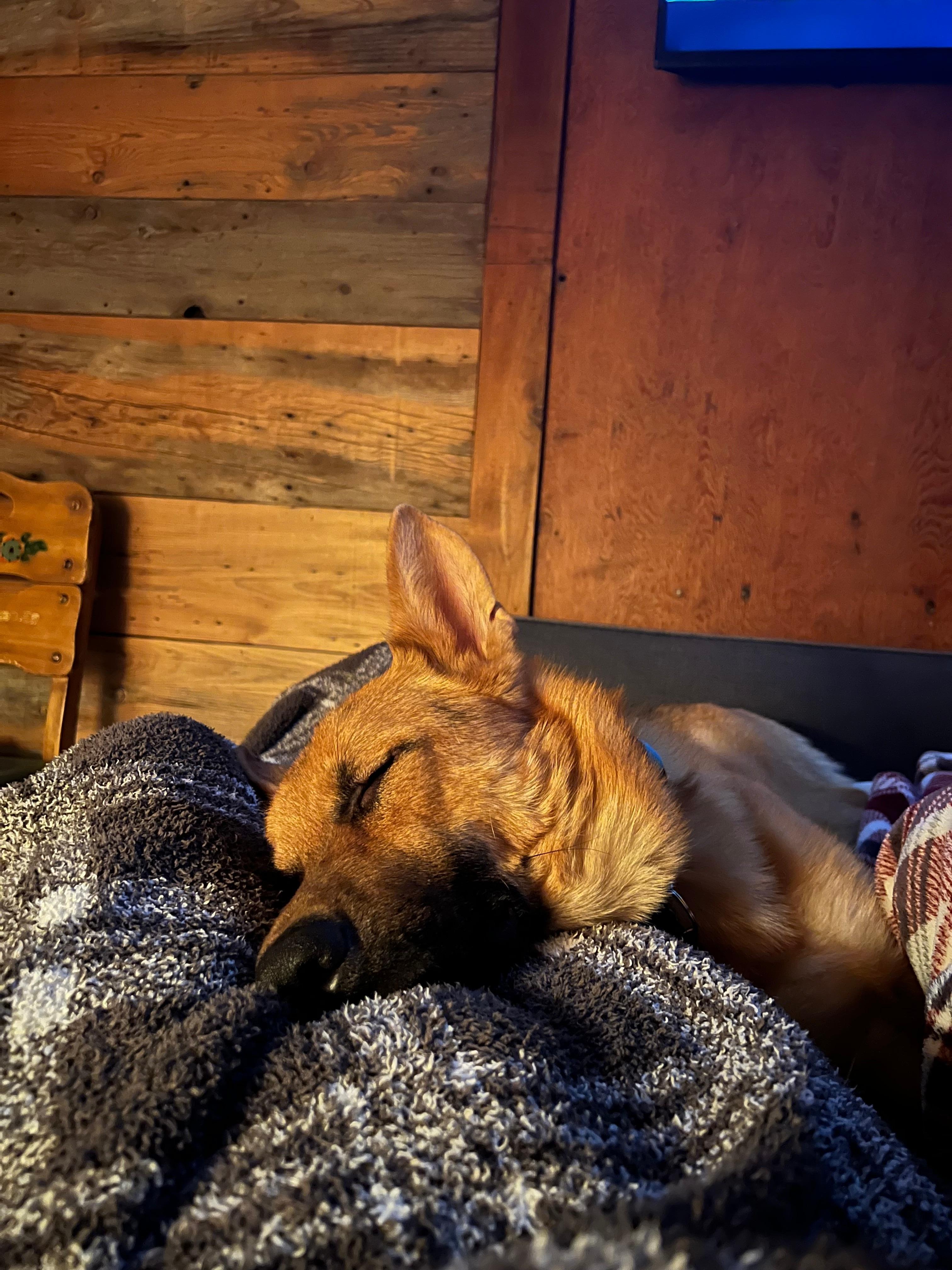 Our boy Dallas was cozy