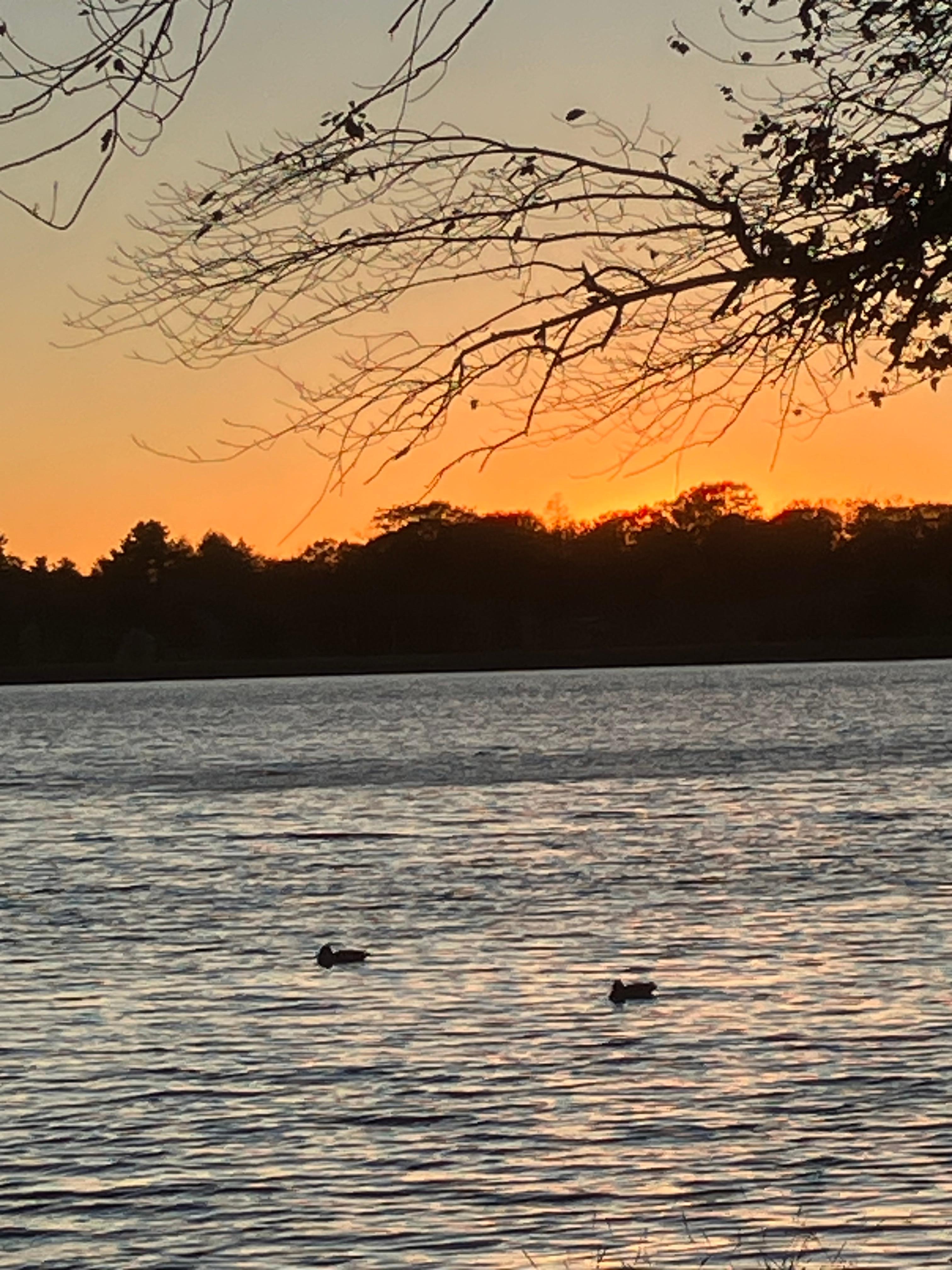 Sunset with ducks on the lake